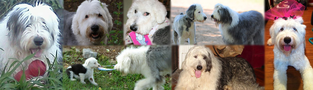 Old English Sheepdog Rescue Network of the South East